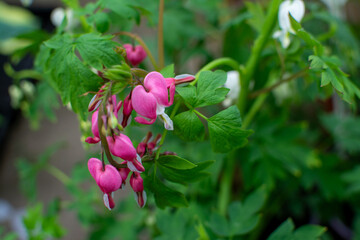 A Close-up of a Pink Bleeding Heart Flower