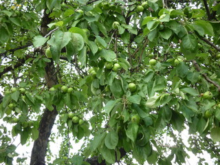 green leaves on the tree
