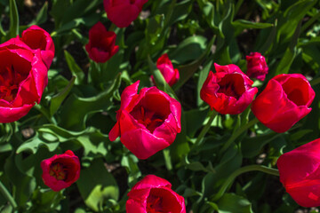 Pink Tulips Blooming in Michigan, USA
