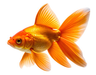 Top View Goldfish with Spread Fins, Transparent Background