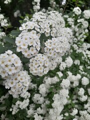 Bridal wreath spirea clusters of small white flowers with yellow centers on a green-leaved bush