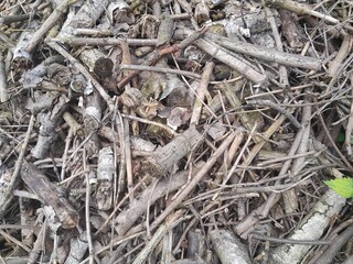 Many fallen leaves, autumn park, carpet of dry fallen leaves on the ground