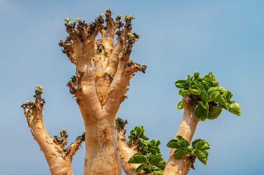 Cyphostemma Images – Browse 56 Stock Photos, Vectors, and Video | Adobe ...