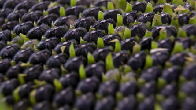 Spirals of ripe black seeds: Head (inflorescence-basket) of an annual sunflower (Helianthus annuus) at the stage of full seed (seed pod) ripeness.