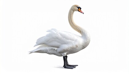 mute swan cygnus olor