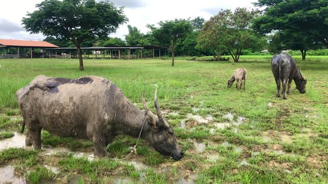 Rural Asia Life: Water Buffalo and Farmland