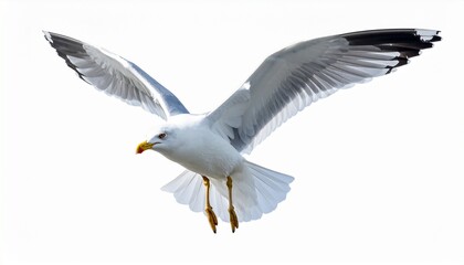 black headed gull