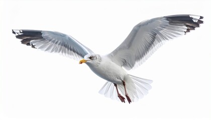 seagull isolated on white