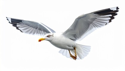 seagull flying over white background