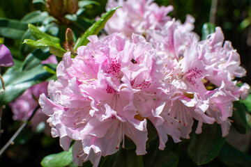 A Close-up of a Light Pink Rhododendron Flower in Full Bloom
