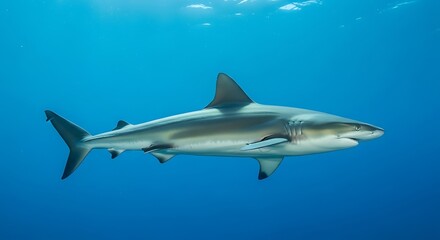 Fototapeta premium Shark Swimming Ocean. (1)