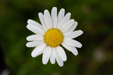 Gros plan sur le cœur d'une marguerite 