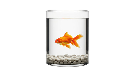 Isolated single goldfish in a fishbowl, orange fish with white rocks for an aquarium pet