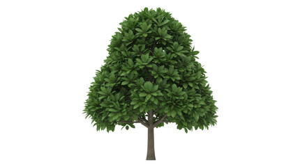 Isolated tree with round crown of green leaves, single tree isolated on a bright surface