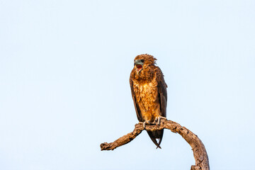 South Africa, Kruger National Park, Bateleur Eagle (Terathopius Ecaudatus), juvenile