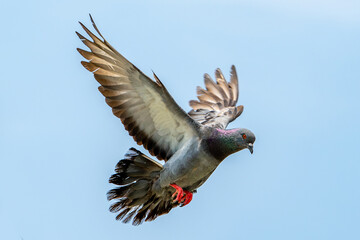 Pigeon flying with wings spread in the sky