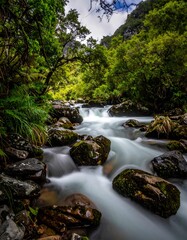Obraz premium Lush river flowing through a verdant forest