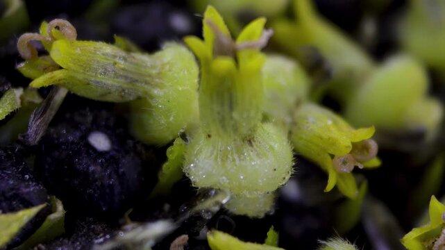 Macro of sunflower (Helianthus annuus) floret's reproductive organs: Yellow female five-toothed sunflower flower