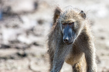 South Africa, Kruger National Park, Chacma Baboon (Papio ursinus)