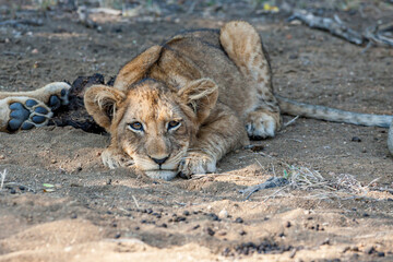 South Africa, Kruger National Park, Lion (Panthera leo), cub