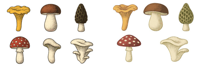 Various types of mushrooms illustrated with distinct shapes and colors showcasing their natural beauty and diversity