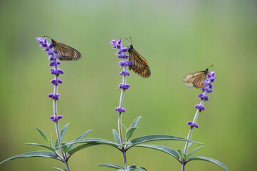 Three monarch butterflies perch on a blooming purple flower, creating a serene and beautiful natural setting with the blurred green backdrop highlighting the colors of the butter