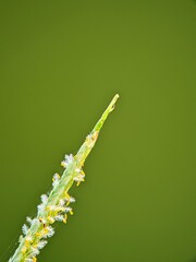 Wild Grass Flowers (Poaceae) Blooming in Nature, Macro Details of Botany of Food Crop Reproduction