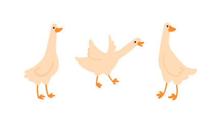 Set of cute white geese with long neck and webbed feet in different poses in simple flat style, isolated on white. Suitable for kids content, farm themes, and animal projects