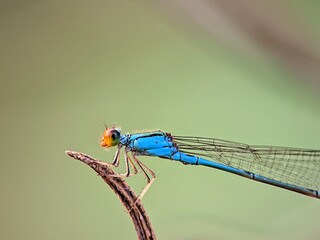 Macro of Ischnura Blue Dragonfly on Branch, Transparent Wing Detail