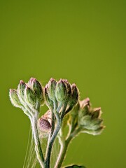 Macro of a Small Spider on a Wildflower Bud (Asteraceae), Solid Green Bokeh, Micro-Ecosystem Concept and Protection