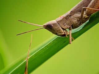 Locusta Wandering Grasshopper Perched on Leaf Tip, Wild Nature Concept
