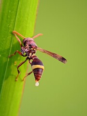 Polistes Paper Wasp on Green Stem, Macro Detail, Fauna Illustration