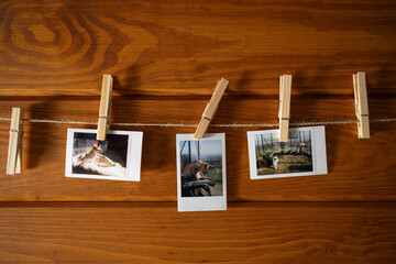 Colorful polaroid pictures hanging on a rustic wooden line showcasing various animals and moments...