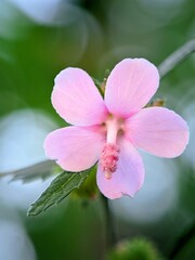 Urena lobata Medicinal Plant in Bloom, Morning Light, Natural Background