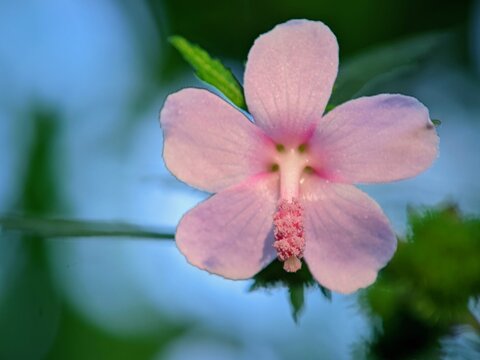 Pink Pulutan Urena lobata Flower, Creamy Bokeh Background, Soft Nuances