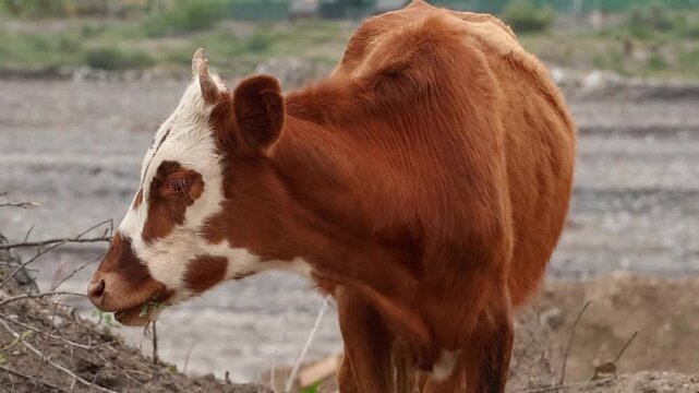 Brown and white dairy cow grazes in a field. The cow has a distinctive pattern with large patches of white on its face and body. The background features a blurred landscape.