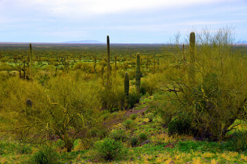 Obraz premium Sonoran Desert Arizona Picacho Peak State Park