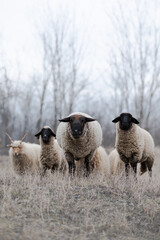 Flock of sheeps on the field in wintertime