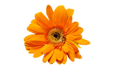 orange gerbera isolated on a white background.