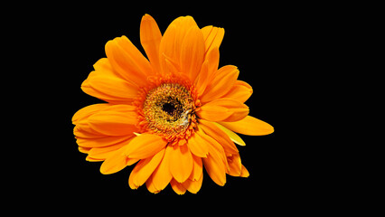orange gerbera isolated on black background.