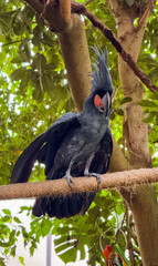 Regal palm cockatoo perched majestically, a gothic sentinel amid verdant jungle, embodying avian elegance for World Migratory Bird Day © Nataliia