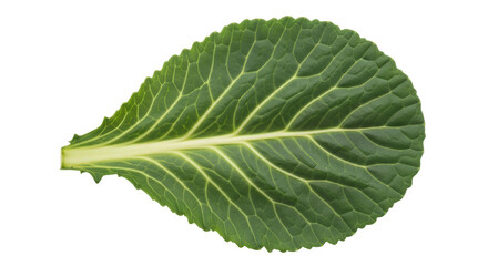 Isolated green cabbage leaf, nutritious leafy vegetable for salad or vegetarian meal prep