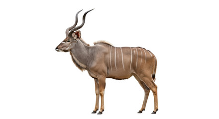 Isolated Greater Kudu stands calmly with its majestic horns, in full view; stunning wildlife photo