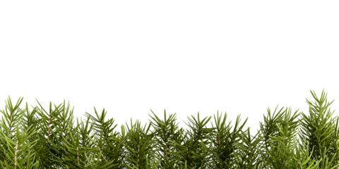 Seamless decorative christmas border with coniferous branches on transparent background
