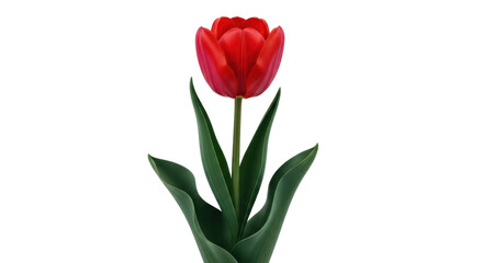 Isolated vibrant red tulip bloom with green stem and leaves close-up plant photography
