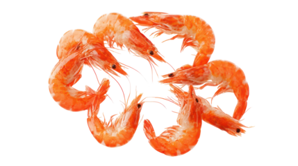 Group of cooked shrimp arranged in a circular pattern