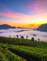 Misty sunrise over terraced rice paddies