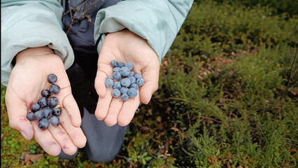 Nordic delight encapsulates Autumn Equinox as hands tenderly cradle wild blueberries, evoking...