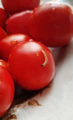 Charming caterpillar on dewy cherry tomato, heralding an organic harvest festival, culinary garden, Pesach Seder prep