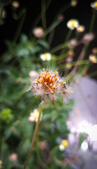 Galinsoga flower, a flower from a weed